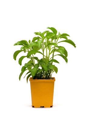Süper Paket 100 Adet Tohum Stevia Tohumu Şeker Otu Tohumu Şekerotu Tohumu