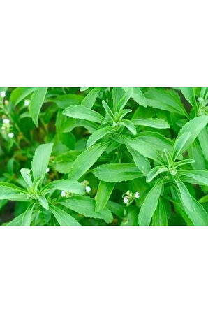 Süper Paket 100 Adet Tohum Stevia Tohumu Şeker Otu Tohumu Şekerotu Tohumu