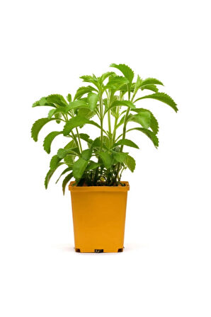 Eko Paket 40 Adet Tohum Stevia Tohumu Şekerotu Tohumu Şeker Otu Tohumu