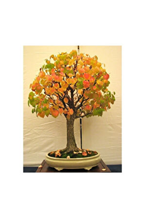 Nadir Ithal Bodur Katsura Bonzai Ağacı Tohumu 5 Tohum Bonsai