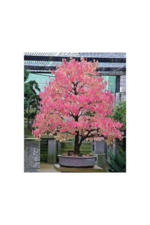 Nadir Ithal Bodur Katsura Bonzai Ağacı Tohumu 5 Tohum Bonsai