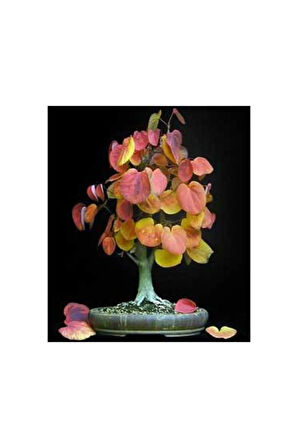 Nadir Ithal Bodur Katsura Bonzai Ağacı Tohumu 5 Tohum Bonsai