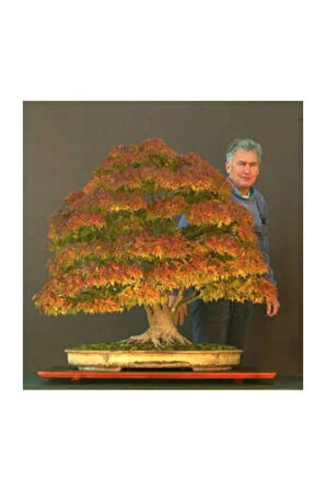 Nadir Ithal Bodur Çınar Bonzai Ağacı Tohumu 5 Tohum Bonsai Tohumu