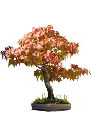 Nadir Ithal Bodur Çınar Bonzai Ağacı Tohumu 5 Tohum Bonsai Tohumu