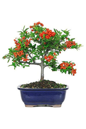 Nadir Ithal Bodur Kızılcık Bonzai Ağacı Tohumu 3 Tohum Bonsai Tohumu