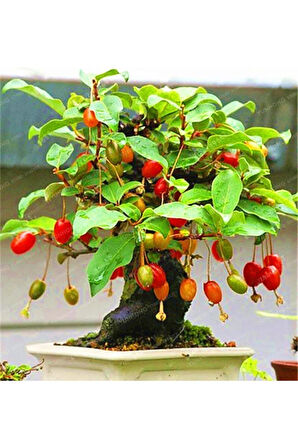 Nadir Ithal Bodur Kızılcık Bonzai Ağacı Tohumu 3 Tohum Bonsai Tohumu