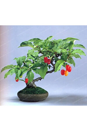 Nadir Ithal Bodur Kızılcık Bonzai Ağacı Tohumu 3 Tohum Bonsai Tohumu