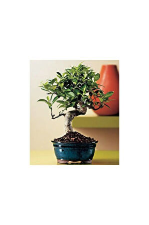 Nadir Ithal Bodur Defne Bonzai Ağacı Tohumu 3 Tohum Bonsai Tohumu
