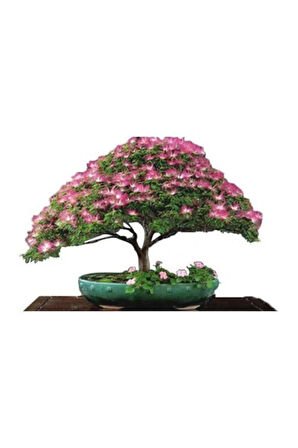 Nadir Ithal Bodur Gülibrişim Bonzai Ağacı Tohumu 5 Tohum Bonsai Tohumu