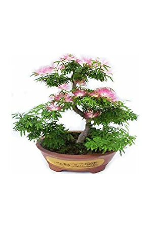 Nadir Ithal Bodur Gülibrişim Bonzai Ağacı Tohumu 5 Tohum Bonsai Tohumu
