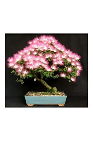 Nadir Ithal Bodur Gülibrişim Bonzai Ağacı Tohumu 5 Tohum Bonsai Tohumu
