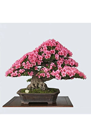 Nadir Ithal Bodur Erguvan Bonzai Ağacı Tohumu 10 Tohum Bonsai Tohumu