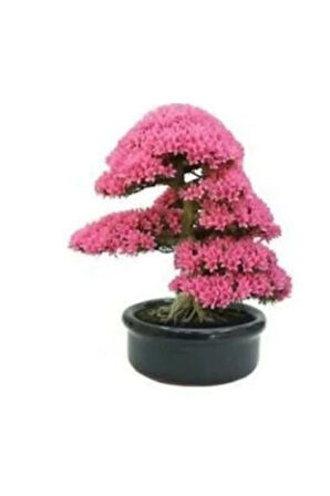 Nadir Ithal Bodur Erguvan Bonzai Ağacı Tohumu 5 Tohum Bonsai Tohumu