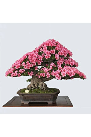 Nadir Ithal Bodur Erguvan Bonzai Ağacı Tohumu 5 Tohum Bonsai Tohumu