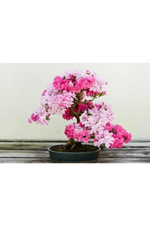 Nadir Ithal Bodur Erguvan Bonzai Ağacı Tohumu 5 Tohum Bonsai Tohumu