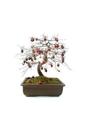 Ithal Nadir Bodur Hurma Bonsai Ağacı Tohumu 1 Tohum Bonsai Tohumu