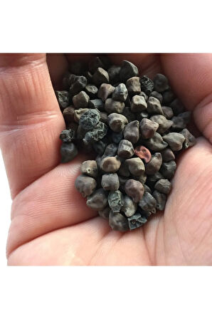 Nadir Ithal Siyah Nohut Tohumu Ekim Seti 10 Tohum Kara Nohut Saksı Toprak Kombin