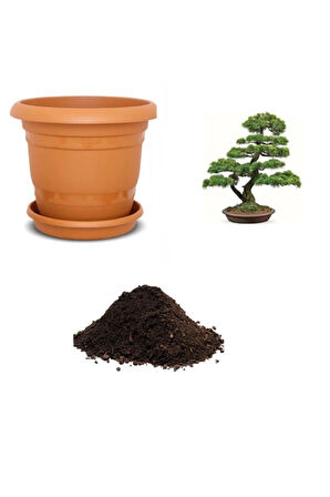 Ithal Karaçam Bonsai Ağacı Tohumu Ekim Seti