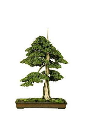 Ithal Karaçam Bonsai Ağacı Tohumu Ekim Seti