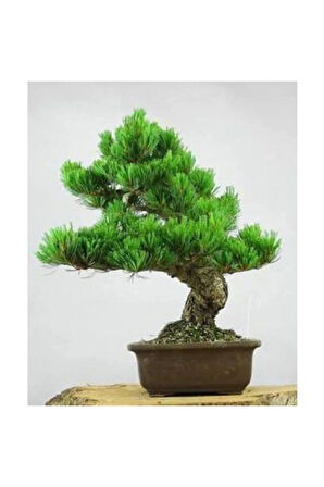 Ithal Karaçam Bonsai Ağacı Tohumu Ekim Seti