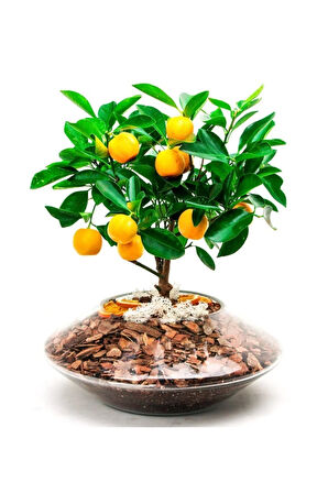 Ithal Portakal Bonsai Ağacı Tohumu Ekim Seti