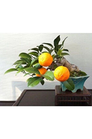 Ithal Portakal Bonsai Ağacı Tohumu Ekim Seti