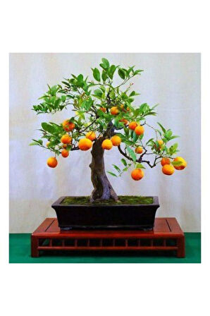 Ithal Portakal Bonsai Ağacı Tohumu Ekim Seti