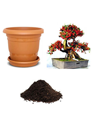 Ithal Karadut Bonsai Ağacı Tohumu Ekim Seti