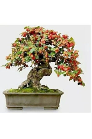 Ithal Karadut Bonsai Ağacı Tohumu Ekim Seti