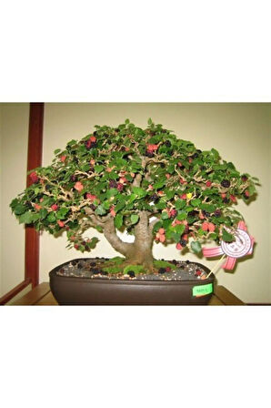 Ithal Karadut Bonsai Ağacı Tohumu Ekim Seti