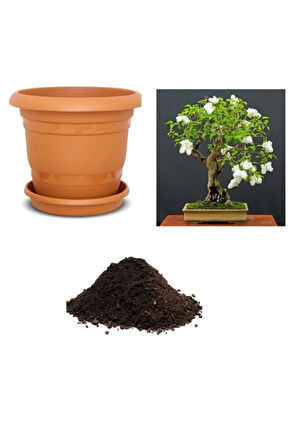 Ithal Bodur Beyaz Gül Bonsai Ağacı Tohumu Ekim Seti