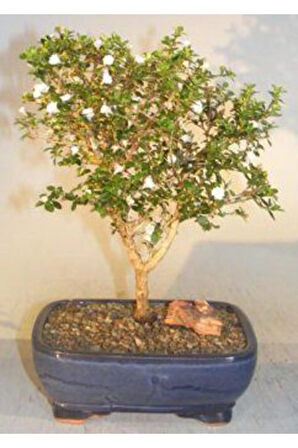 Ithal Bodur Beyaz Gül Bonsai Ağacı Tohumu Ekim Seti