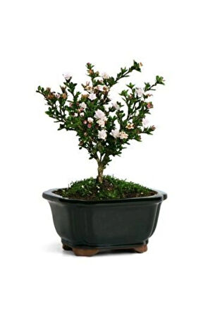 Ithal Bodur Beyaz Gül Bonsai Ağacı Tohumu Ekim Seti