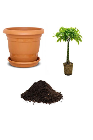 Ithal Örgülü Paçira Tohumu Ekim Seti