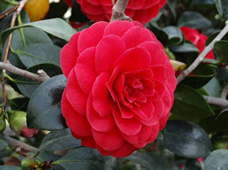 Kırmızı Kamelya Camelia Japonica Red Fidanı 60-100 Cm Boylarında
