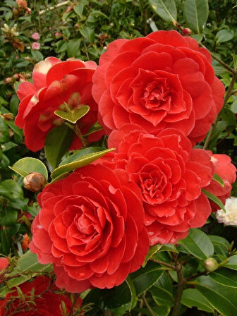 Kırmızı Kamelya Camelia Japonica Red Fidanı 60-100 Cm Boylarında