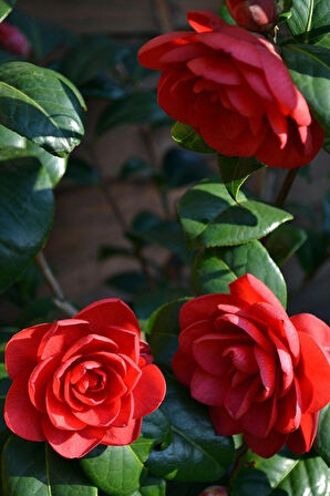 Kırmızı Kamelya Camelia Japonica Red Fidanı 60-100 Cm Boylarında