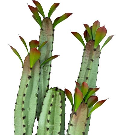 Yapay Çiçek Kaktüs Ağacı 4kollu Kızıl Yapraklı Hasır Saksıda 70*22cm 4027hsr