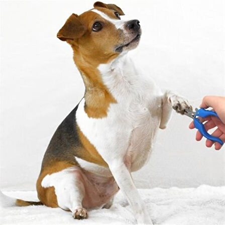 caselka® Evcil Hayvan Kedi ve Köpek Paslanmaz Çelik Yaylı Tırnak Makası ve Düzeltme