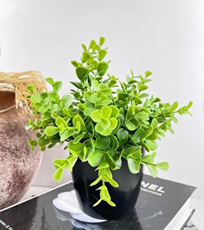 Yapay Çiçek Yeşil Renk Şimşir Siyah Saksıda Siyah Plastik Saksılı Dekoratif Süs Çiçeği