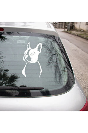Boston Terrier Cinsi köpek Sticker Yapıştırma Etiket 25cm BEyaz