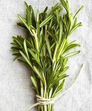 2 Adet Biberiye (Rosmarinus officinalis) Fidanı - Aromatik ve Dayanıklı Bitki, 1-2 Yaş Arası Tüplü