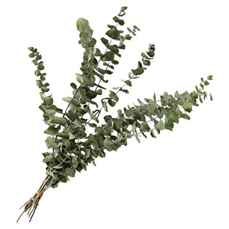 Şoklanmış Okaliptus Stabilize Kuru Çiçek Yeşil 50 Gram