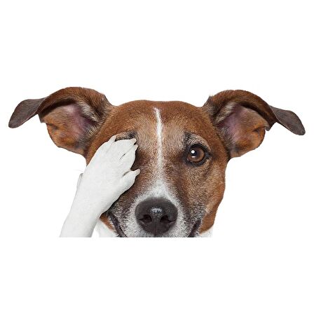 Terrier Sevimli Köpek Sticker Yapıştırma 18cm Model5