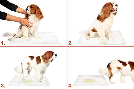 Yıkanabilir Köpek Çiş Pedi - 100 X 100 Cm 5li Paket