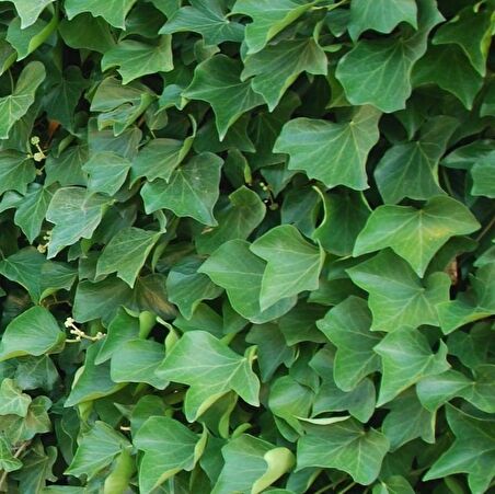 4'lü Duvar Sarmaşığı (Hedera helix) ?