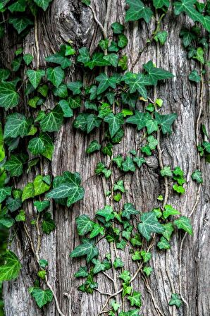 4'lü Duvar Sarmaşığı (Hedera helix) ?