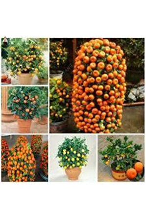5 Adet Tohum Bodur Bonsai Mandalina Ağacı Toprak Saksı Sürpriz Heidye Bonsai Ağacı Tohumu