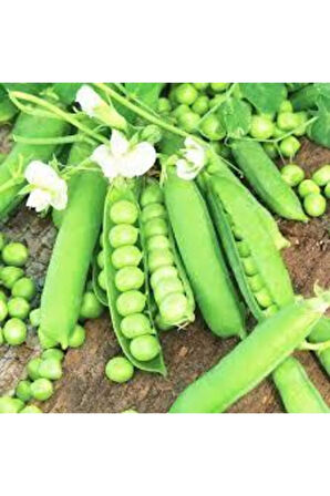 20 Adet Tohum Organik Orjinal Geleneksel Bezelye Tohumu Sürpriz Hediye Sebze Tohumu