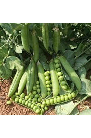 20 Adet Tohum Organik Orjinal Geleneksel Bezelye Tohumu Sürpriz Hediye Sebze Tohumu